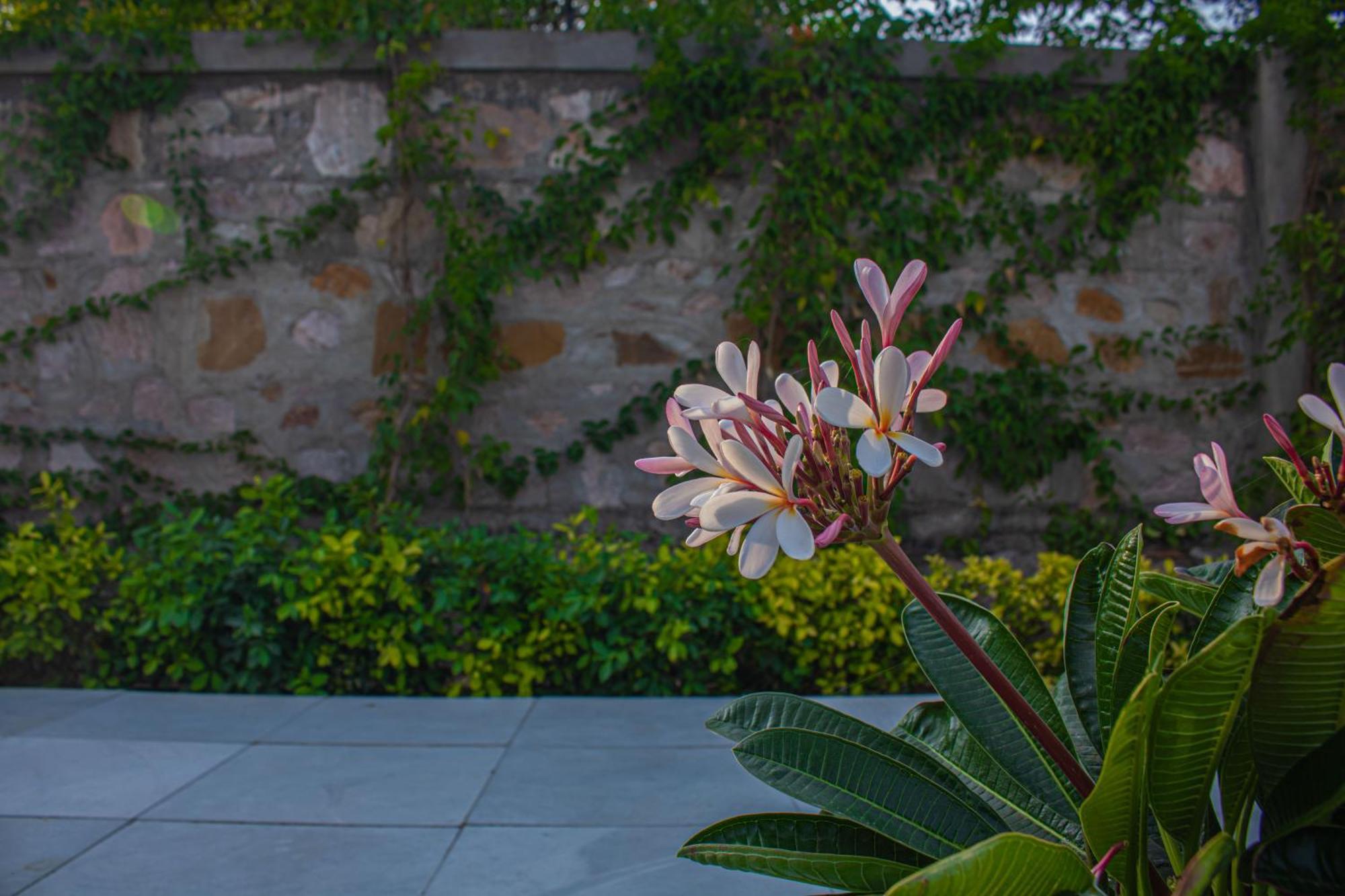 The Peace- A Luxury Private Pool Villa Jaipur Ngoại thất bức ảnh